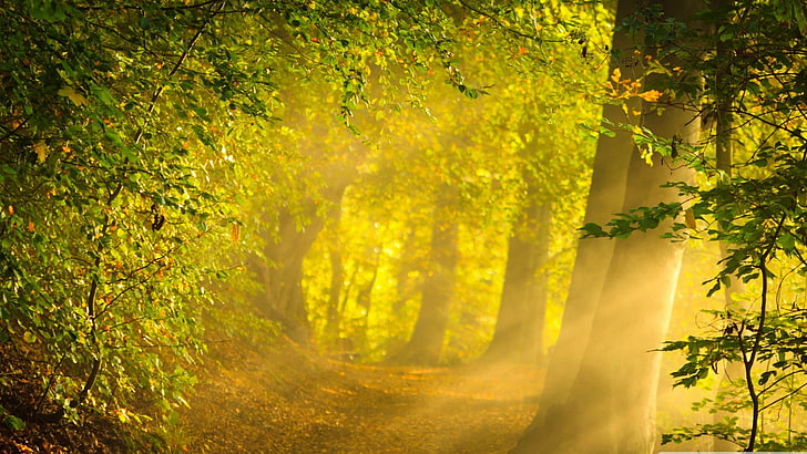 Золотая Осень Природа Пейзаж HD Wallpaper 11, HD обои