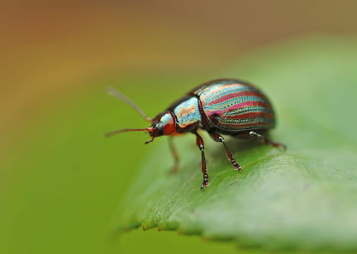 red and green bug macro photography, bugs life, red, green, macro photography, Chrysolina  cerealis, insect, nature, beetle, animal, close-up, macro, green Color, leaf, wildlife, HD wallpaper