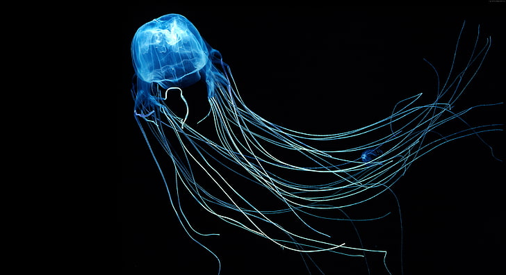 5k, гмуркане, Rangiroa, Индийски океан, медузи, 4k, австралийска кутия медузи, 8k, туризъм, HD тапет