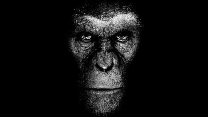 полутоновое фото обезьяны, планеты обезьян, фильмы, произведения искусства, научная фантастика, HD обои