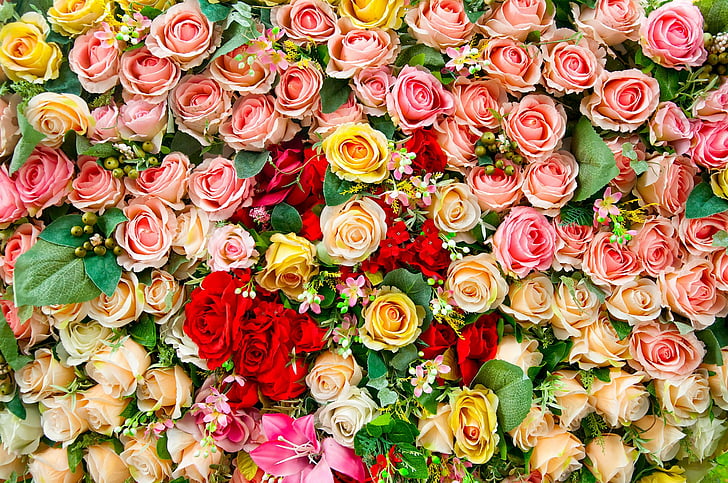 Flores, Rosa, Colorido, Colores, Tierra, Flor, Flor rosa, Flor roja, Flor  amarilla, Fondo de pantalla HD | Wallpaperbetter