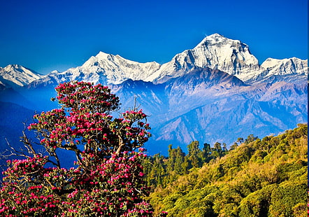 丘、ヒマラヤ、風景、山、自然、ネパール、木、 HDデスクトップの壁紙 HD wallpaper
