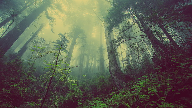 лесные цифровые обои, лес, солнце, джунгли, деревья, зелень, дымка, туман, HD обои