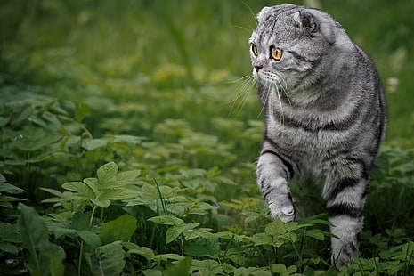 кот, трава, шотландская вислоухая, шотландская вислоухая кошка, HD обои HD wallpaper