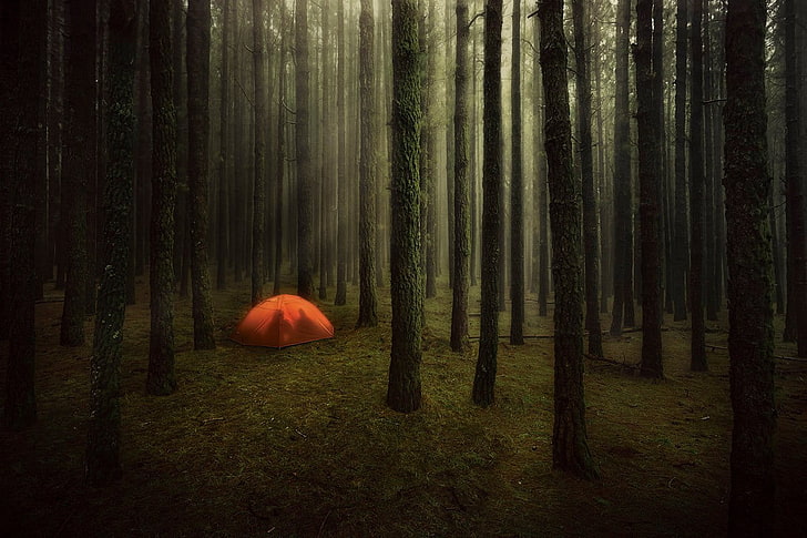 orange tent in the middle of trees in forest, nature, trees, forest, branch, sun rays, tent, mist, grass, moss, silhouette, couple, photography, HD wallpaper