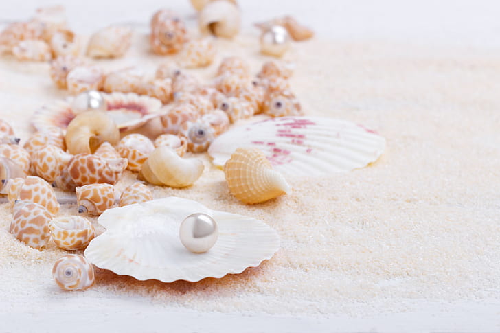 sand, shell, marine, still life, pearl, seashells, perl, HD wallpaper