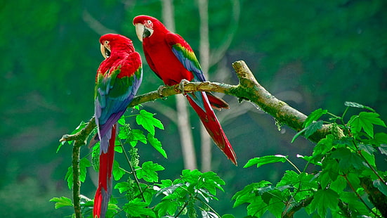 nature, animals, wildlife, macaws, parrot, HD wallpaper HD wallpaper