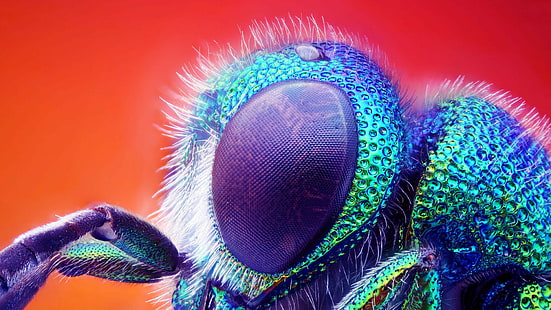 Makro, Tiere, Insekt, HD-Hintergrundbild HD wallpaper
