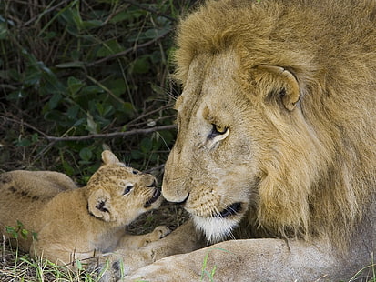 лев отец и ребенок семейное животное любовь дикая природа HD, животные, животные, любовь, лев, ребенок, семья, дикая природа, отец, HD обои HD wallpaper