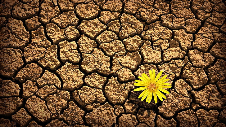 yellow Gerbera daisy flower, flower, bud, crack, land, drought, HD wallpaper