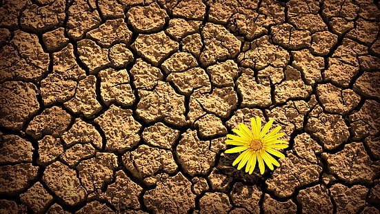 노란 Gerbera 데이지 꽃, 꽃, 꽃 봉 오리, 균열, 땅, 가뭄, HD 배경 화면 HD wallpaper