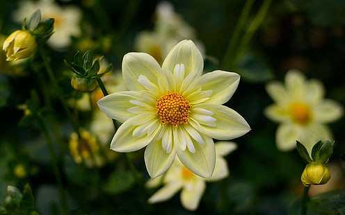 Dahlia Yellow Flowers High Quality Flower Wallpaper For Desktop Computers Hd Wallpapers For 4k Ultra Hd Tv 3840×2400, HD wallpaper HD wallpaper