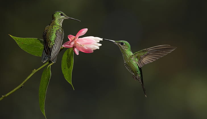 flower, birds, Hummingbird, HD wallpaper