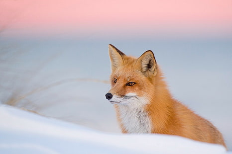 Renard en hiver neige, foxz blanc et brun, animaux, hiver, renard, rouge, Fond d'écran HD HD wallpaper