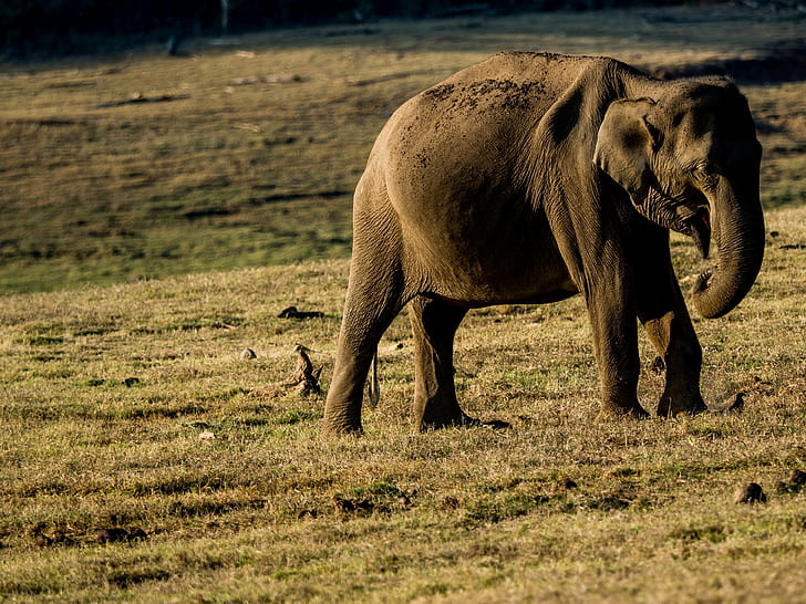 foto av brun elefant som äter gräs under dagtid, asiatisk elefant, asiatisk elefant, elefant, vilda djur, natur, djur, afrika, djur i naturen, däggdjur, safari Djur, stora, utomhus, naturreservat, vildmarksområde, nationalpark, HD tapet