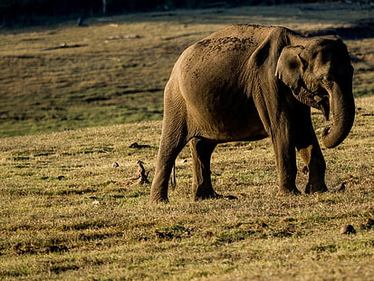 昼間に草を食べる茶色の象の写真、アジアゾウ、アジアゾウ、ゾウ、野生動物、自然、動物、アフリカ、野生の動物、哺乳類、サファリ動物、大規模、屋外、野生生物保護区、荒野エリア、国立公園、 HDデスクトップの壁紙 HD wallpaper