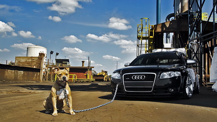 schwarzes Audi Auto, Audi, Hund, Auto, HD-Hintergrundbild