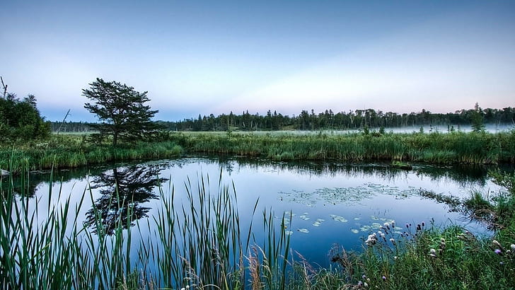 Pantano brumoso, cañas, reflexión, pantano, naturaleza y paisajes., Fondo de pantalla HD