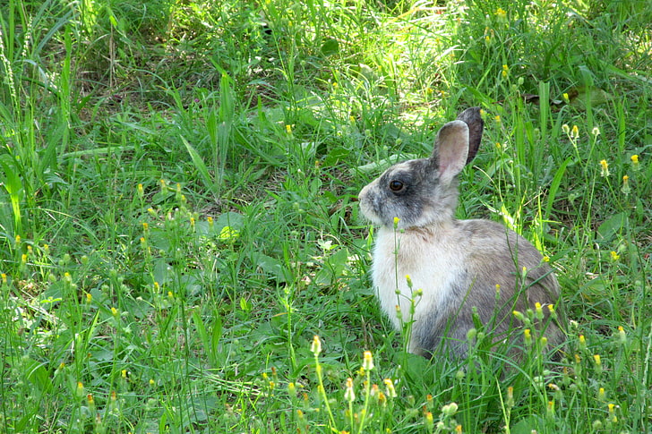 серый кролик, кролик, заяц, трава, сиди, HD обои