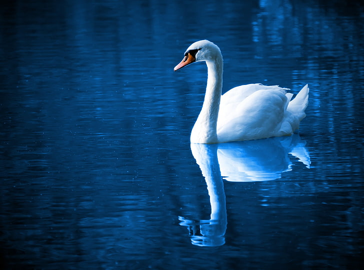 Beautiful Swan, white swan, Animals, Birds, Blue, Beautiful, Color, Bird, Swan, River, Lake, Swim, Water, Calm, Mirror, Peace, Romance, Peaceful, Elegance, Reflection, Feather, wildlife, Majestic, HD wallpaper