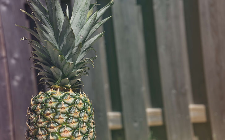 zaun, obst, ananas, sommer, sommerstimmung, sommerzeit, tropisch, HD-Hintergrundbild