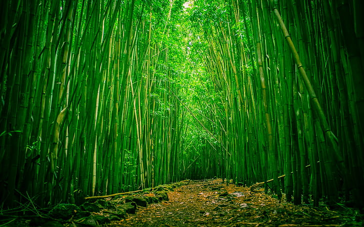 Grünes Bambusholz HD, Bambuswald, Natur, Grün, Holz, Bambus, HD-Hintergrundbild