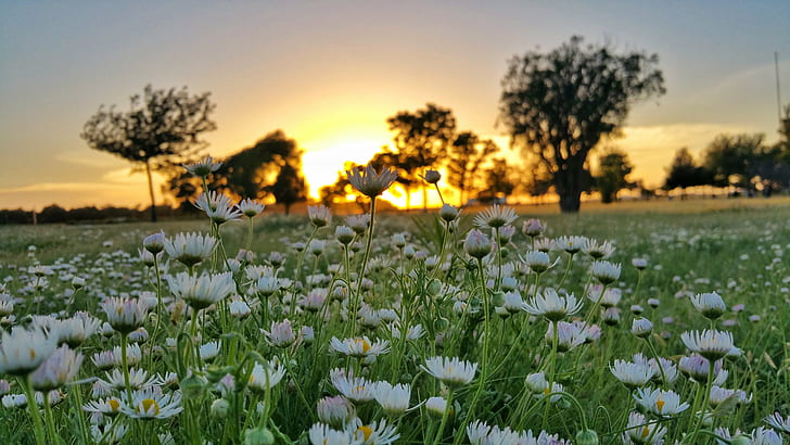 close up photo of white petaled flower near silhouette of trees during sunset, summer solstice, sunset, close up, photo, white, flower, silhouette, trees, parks, daisy, nature, summer, outdoors, plant, beauty In Nature, meadow, yellow, sky, sun, landscape, sunlight, field, HD wallpaper
