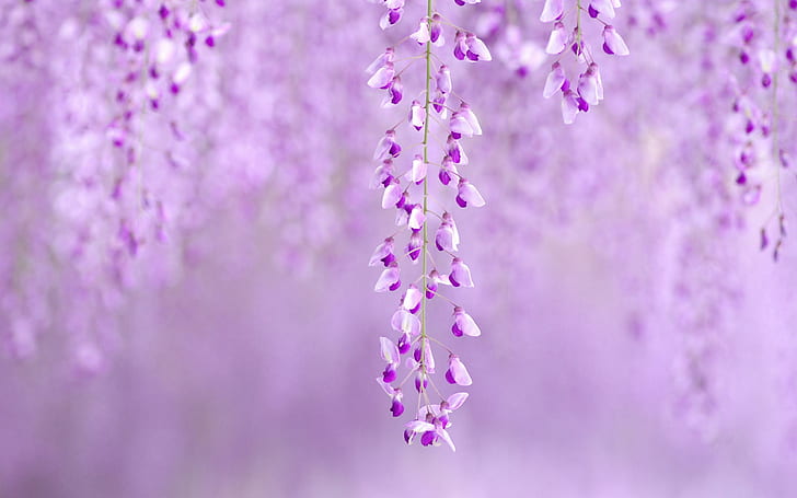 Purple Wisteria, softly, spring, wisteria, purple, tree, summer, nature and landscapes, HD wallpaper