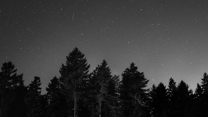 stjärnklar, himmel, natt, mörk, träd, svartvitt, svartvit fotografering, stjärnklar natt, skog, fotografi, svartvit, HD tapet