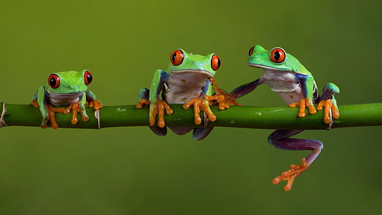 дървесна жаба, жаба, земноводни, клонка, дървесни жаби, червеноока дървесна жаба, червенооки дървесни жаби, HD тапет HD wallpaper
