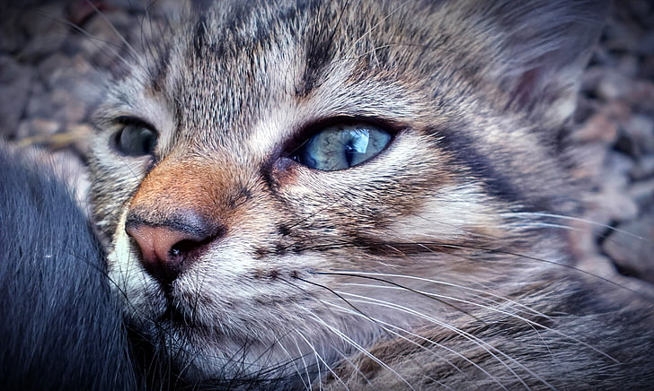крупным планом фото коричневого полосатого кота, кота, HD обои
