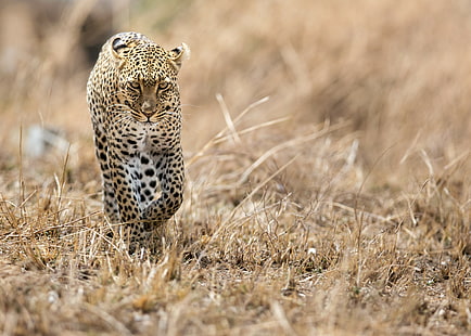 Animales, Fauna, Leopardos, Bokeh, Animales, Fauna, Leopardos, Bokeh, Fondo de pantalla HD HD wallpaper