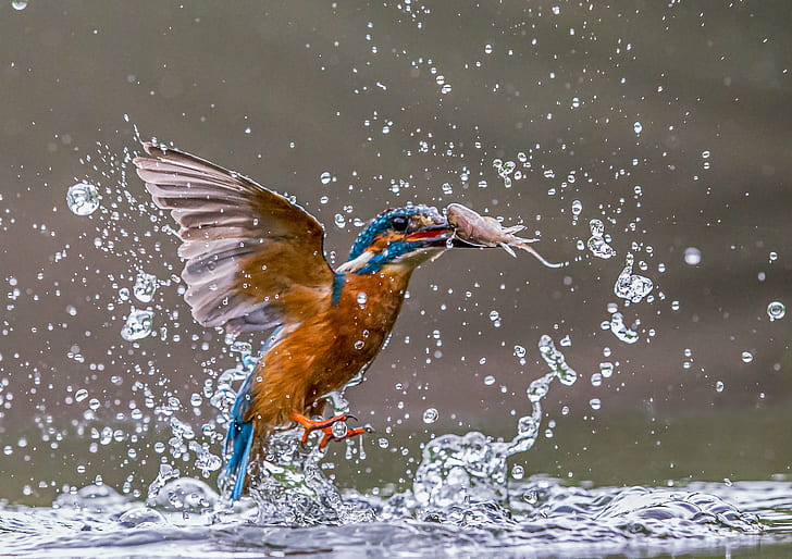кафяво и синьо Kingfisher улов скариди над водоема, Kingfisher, син, улов, скариди, водоем, вода Kingfisher, успех, Обектив, птица, природа, дивата природа, животно, перо, клюн, вода, на открито, многоцветни, HD тапет
