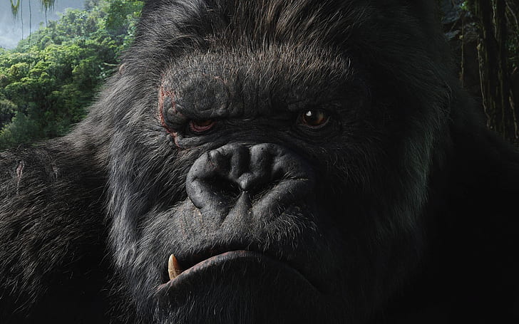 Movie, King Kong (2005), Animal, Face, Gorilla, King Kong, HD wallpaper