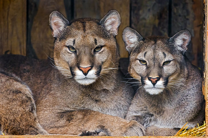 Cougars pumas, two brown animals, couple, predators, cougars, pumas, HD wallpaper