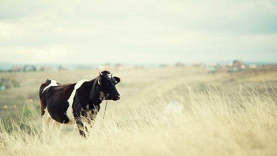 Cow HD, animals, cow, HD wallpaper HD wallpaper