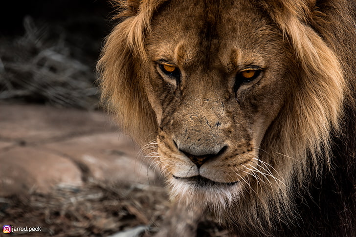lion brun, lion, faune, animaux, zoo, mammifères, Fond d'écran HD