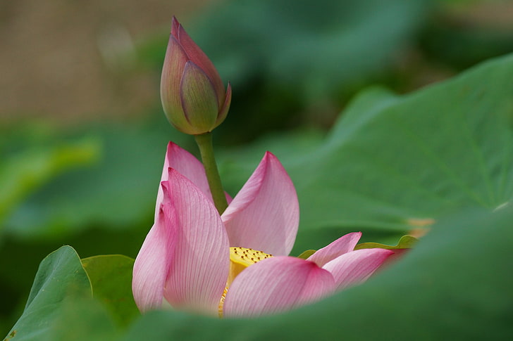rosafarbene Lotosblume, Blume, Blätter, Makro, Rosa, Knospe, Lotos, Lilie, Seerose, HD-Hintergrundbild
