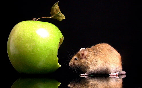 Cute Rodent, rodent, mouse, apple, animal, animals, HD wallpaper HD wallpaper