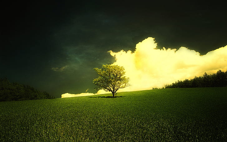 Campo, árvore, verde, capim, primavera, paisagem, campo, árvore, verde, capim, primavera, paisagem, HD papel de parede