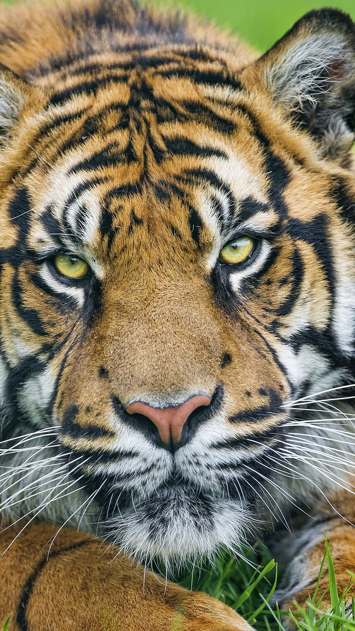 Cara de tigre de Sumatra, tigre marrón y negro, animales, tigre, tigres, cara, Fondo de pantalla HD, fondo de pantalla de teléfono