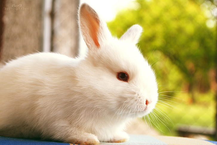 Weißes Kaninchen, weißes Kaninchen, Weiß, Unschärfe, Tiere, Natur, Kaninchen, HD-Hintergrundbild