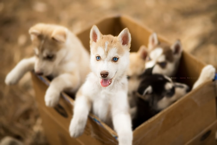 картонена кутия, кученца, бебета животни, куче, животни, сини очи, HD тапет