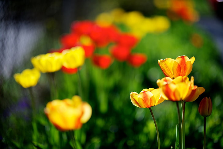 kwiaty żółte i pomarańczowe, natura, wiosna, żółte, tulipany, czerwień, Tapety HD