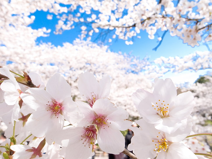 white flowers, cherry blossom, Japan, clear sky, flowers, nature, plants, blue, white, white flowers, HD wallpaper