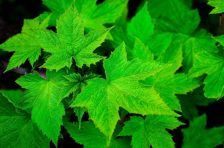 Earth, Leaf, Green, Maple Leaf, HD wallpaper