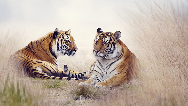 natura, animali, tigre, grandi felini, Sfondo HD