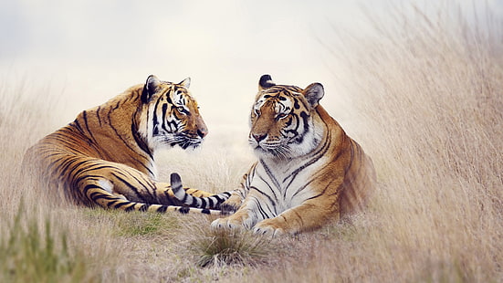 alam, hewan, harimau, kucing besar, Wallpaper HD HD wallpaper