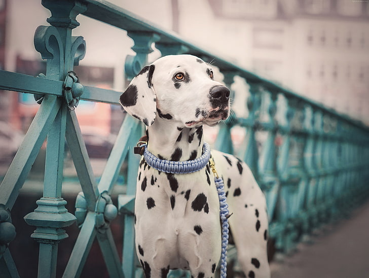 dog, 5K, cute animals, Dalmatian, HD wallpaper