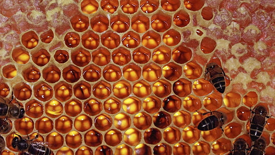 خلية النحل، خلفية HD HD wallpaper